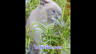 สานฝันพี่ชิเอล จัดต้นใบไผ่เงินมาให้แน้ววว🌱