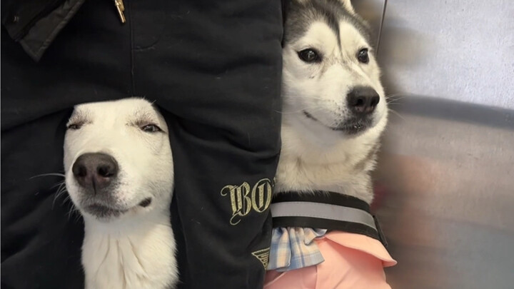 How humiliating can a dog be when riding in an elevator?