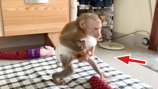 Monkey Gangpae Running So Fast Escape Mom Because Love Tiny Baby Newborn Lion So Much