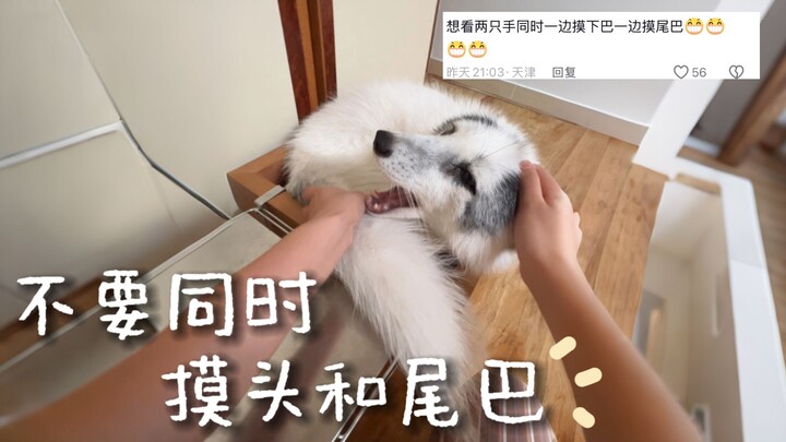Đừng bao giờ vừa xoa đầu vừa xoa đuôi cáo cùng lúc