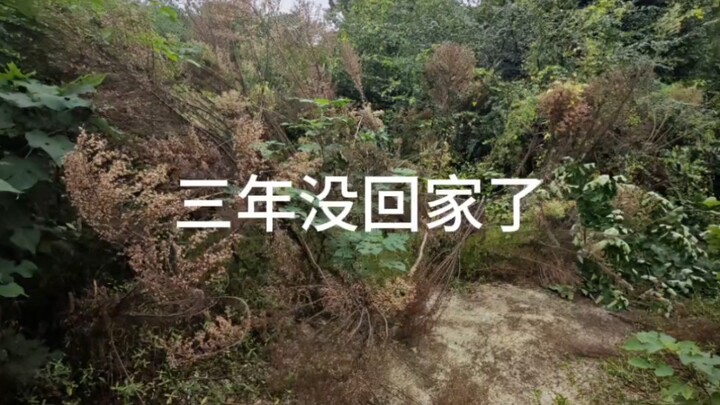 三年没回老家了，没想到已经成为蚊虫养殖基地了