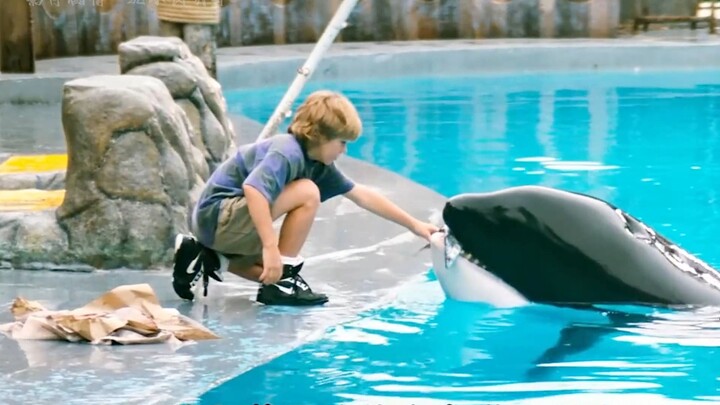 مجرد سقوط بسيط جعل الفتى يكوّن صداقة مع حوت الأوركا!