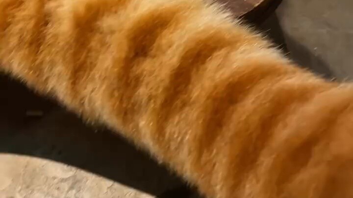 I won't stop until I rub Wangzai's tail╭(╯^╰)╮