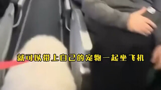 当你坐宠物友好航班时…