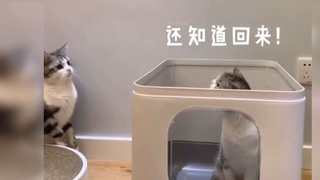 Khi các Boss tấu hài cùng Sen P.69