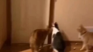 แมว: ฤทธิ์ของต้าปี้กู่กำลังแสดงผล