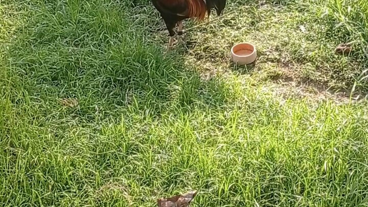 5k x possum sweater line breeding,2x derby winner