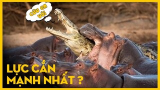 ĐÂU LÀ ĐỘNG VẬT CÓ LỰC CẮN KHỦNG NHẤT HÀNH TINH | KHÁM PHÁ THẾ GIỚI