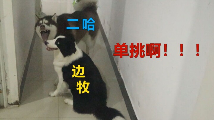 Husky adu satu lawan satu dengan Border Collie, sang pemilik berdiri di samping sebagai wasit—coba t