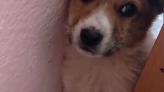 The puppy, witnessing its mother dog's death, has been living in the shadows ever since...