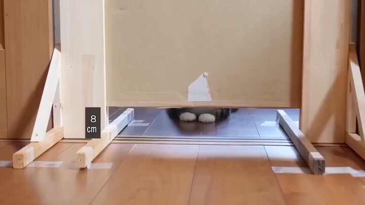 日本网友为了测试“猫能够压多扁”，将门的高度一步步降低