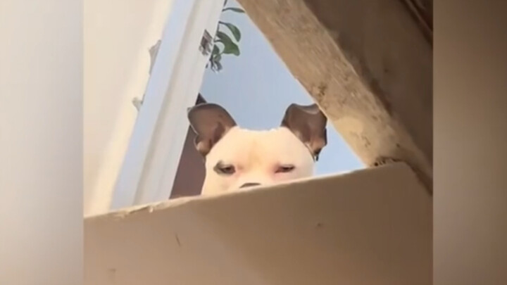 The dog looks like it’s about to fall apart—dog: I’ve kind of shipped you two.