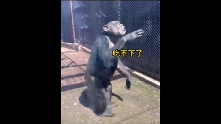 “Hewan yang sudah menjadi makhluk hidup cerdas”