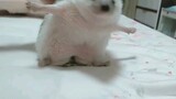 【African Pygmy Hedgehog】Forcing the Little Guy To Exercise