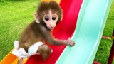Baby monkey Bon Bon playing with So cute duckling roll down a slide full of koi fish