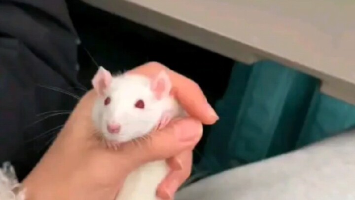 Me, the little mouse, finally got to ride the high-speed rail!