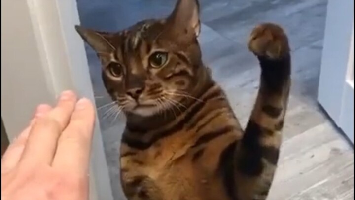 พลังฝ่ามืออันไร้ความปราณีของเจ้าเหมียวตัวน้อย น่ากลัวถึงเพียงนี้