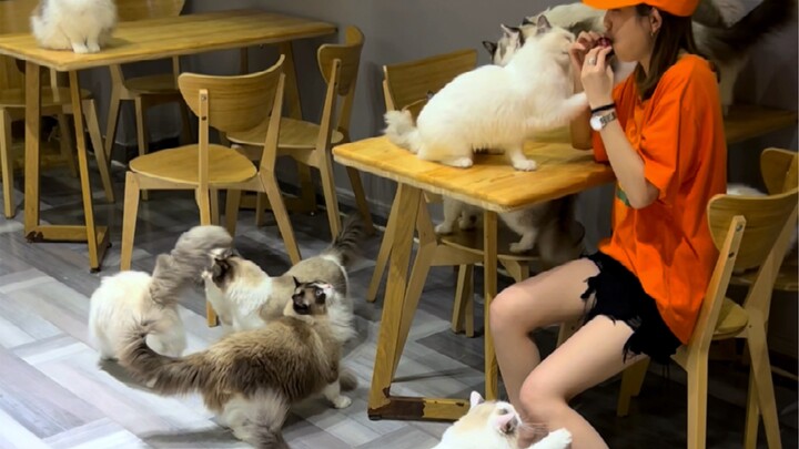 New Cat-Attracting Trick (Magic)