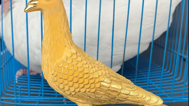 Pigeons vs. My Son—Which Would My Dad Pick?