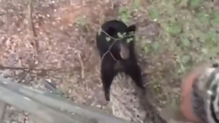 熊：等我上来你就……诶下雨了，我回去收个衣服