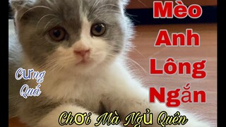 Chú mèo con vui chơi rồi ngủ quên cưng quá l Mèo Anh Lông Ngắn