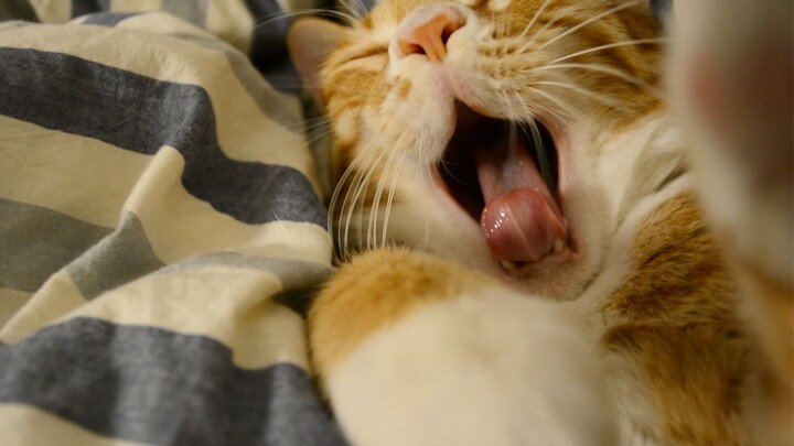 The big orange dog has been occupying the bed for years and has been teased by the owner in a cat-an
