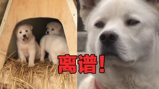 My doghouse has been occupied by four randomly-appearing baby puppies? The ending takes an unexpecte