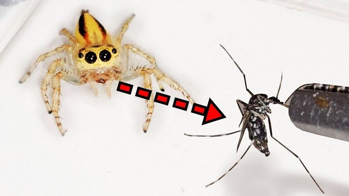 Sucking my blood? I'll feed you to the jumping spiders😏
