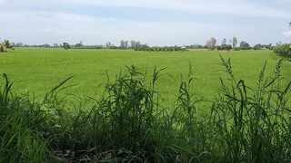 Cùng Bà Con Đổ Đá Chống Lầy Trời Mưa Bão Và Món Cá Linh Kho Lạc Nghĩa Tình