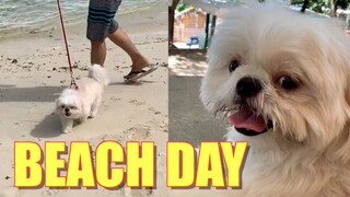 My Dog Goes to The Beach for The First Time | Cute & Funny Shih Tzu Dog Video