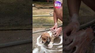 Kiếp nạn thứ 81 của Corgi 😂 #Shorts #yeulu #yeuluofficial