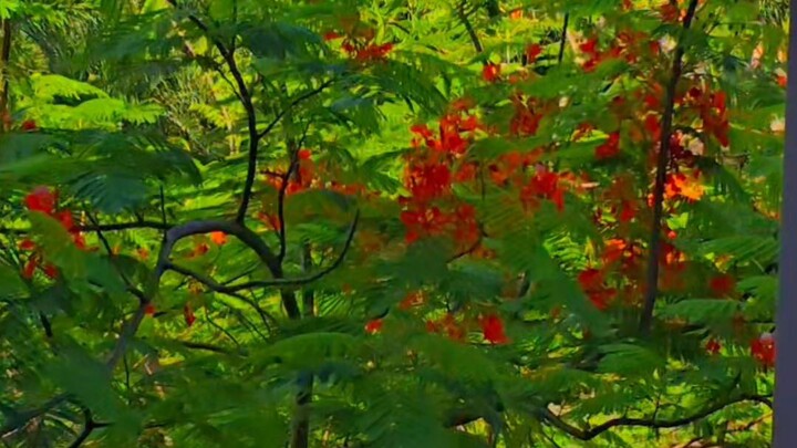অনেক সুন্দর ভিডিও