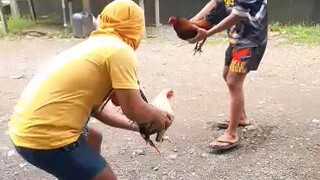 bulik vs buyugin
