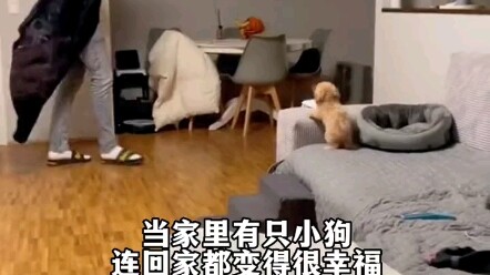 Having a dog at home is pure bliss!