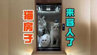 猫房子来客人了