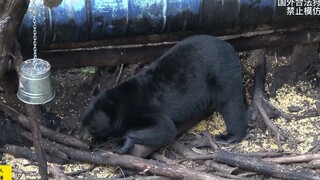 Shooting a black bear with a compound bow versus a gun— which is more powerful? Watch the black bear