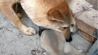 This is motherly love. Some dogs won't bring their own babies back to the kennel.