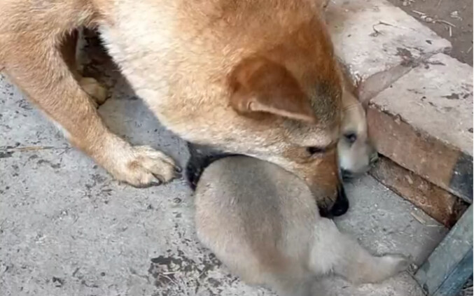 This is motherly love. Some dogs won't bring their own babies back to the kennel.