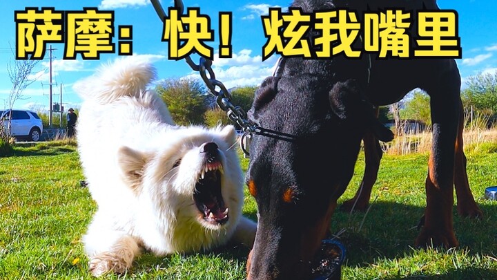 Dare to snatch food from a stray Doberman’s mouth? Netizens: Give it a happy childhood.