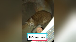 Cứ tưởng mất con rồi. Mình đã phải xin phép người ta leo lên mái nhà tìm con đến nửa đêm. Thật hạnh phúc khi thấy nó còn sống. fyp xuhuong mèo