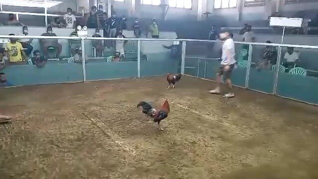 4x winner hatch (balda paa sa may tari)