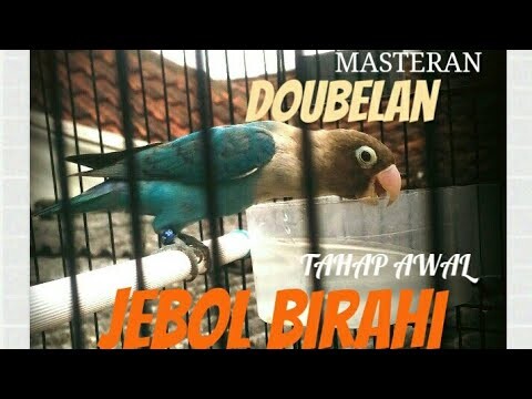 Love bird masteran belajar suara dobelan/ tahap awal belajar double an jantan # 100% ampuh