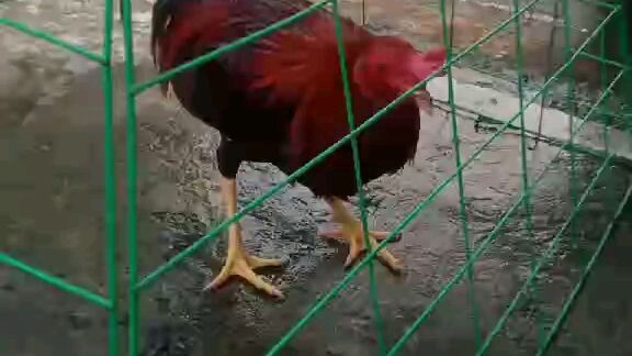 kanawayon  f1/sweater