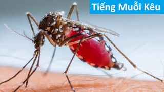 Tiếng muỗi kêu, tiếng muỗi vo ve, hình ảnh và tiếng con muỗi bay