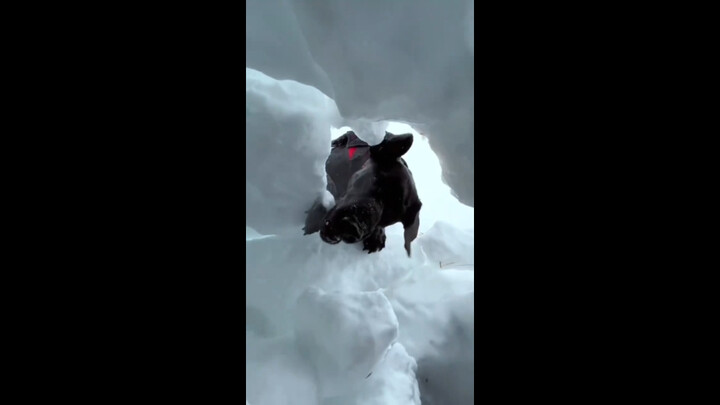 เมื่อสุนัขกู้ภัยค้นพบผู้รอดชีวิต…