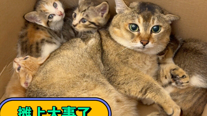 Done—accidentally poked into a stray cat’s nest, and now Sister Mei’s in for a real struggle!