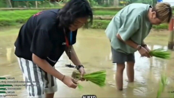 AAA CLAN MENANAM PADI