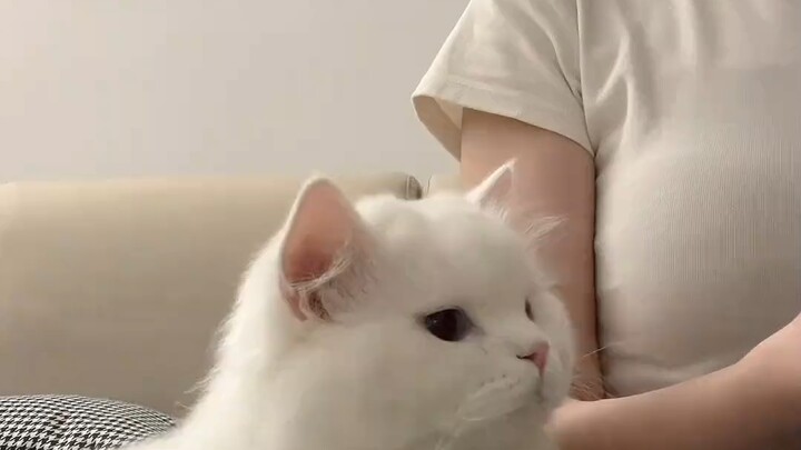 قطة لطيفة جدًا!