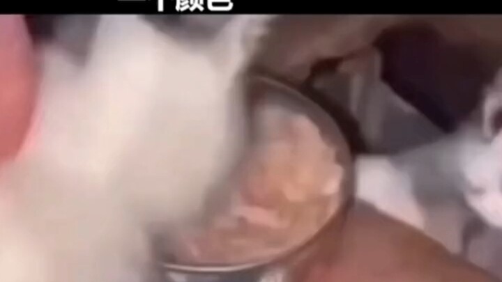 Mèo mèo bối rối