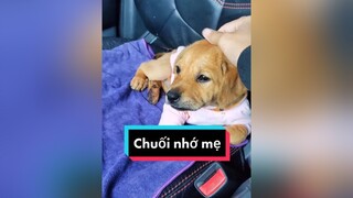 Mua áo mới ấm cho mà mặt vẫn xị ra. Cả nhà an ủi động viên e Chuối giúp tớ với. cunyeucuadua chó chócon chókhôn chócute